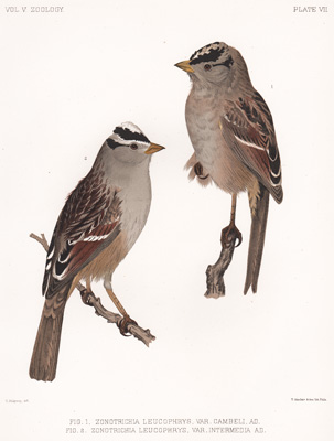 Ridgway's Sparrow, White-crowned Sparrow